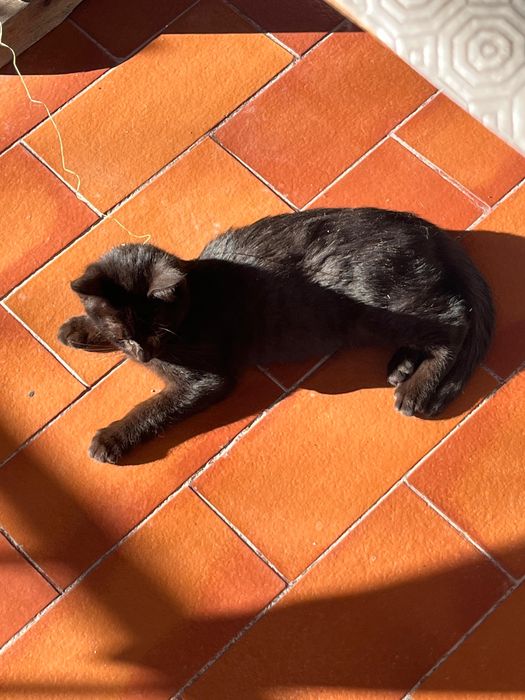 Gatinho preto para adoção responsável -