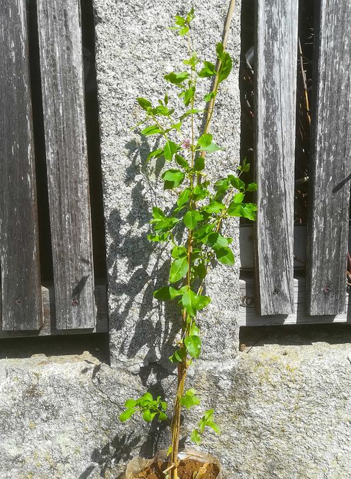 Goji Vermelho - Lycium barbarum