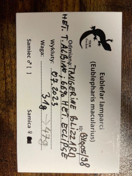 Gekon lamparci dorosła samiczka