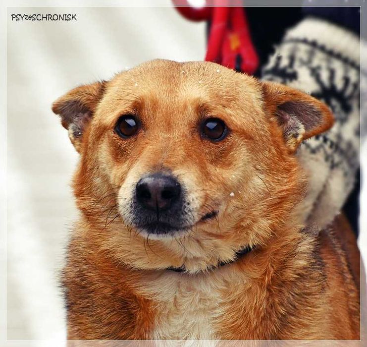 Śliniak – chciałby cieszyć się z życia obok swojego człowieka