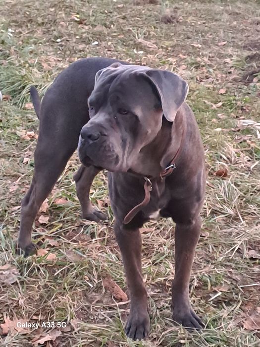 В'язка кане корсо