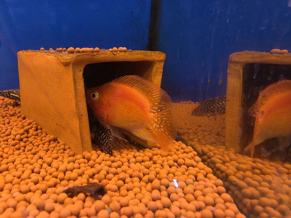 Red Parrot Cichlid
