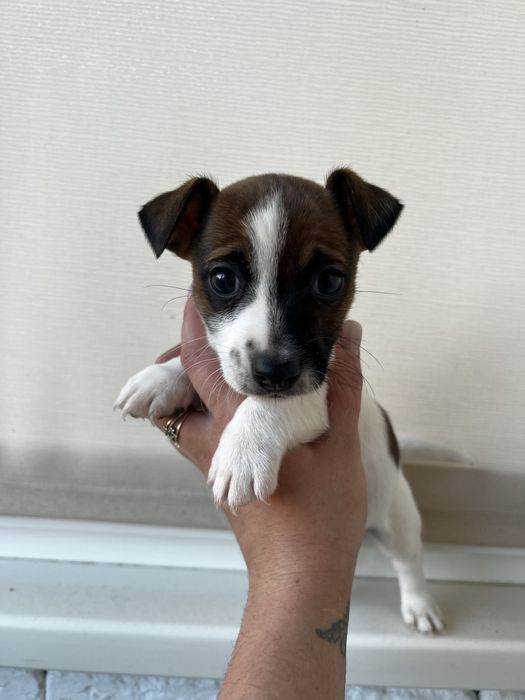 Хлопченятко джек рассел.