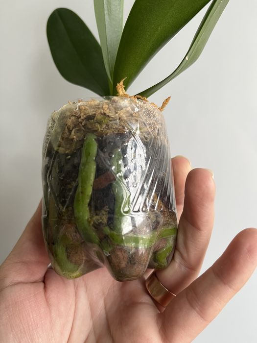 Фаленопсис-сюрприз