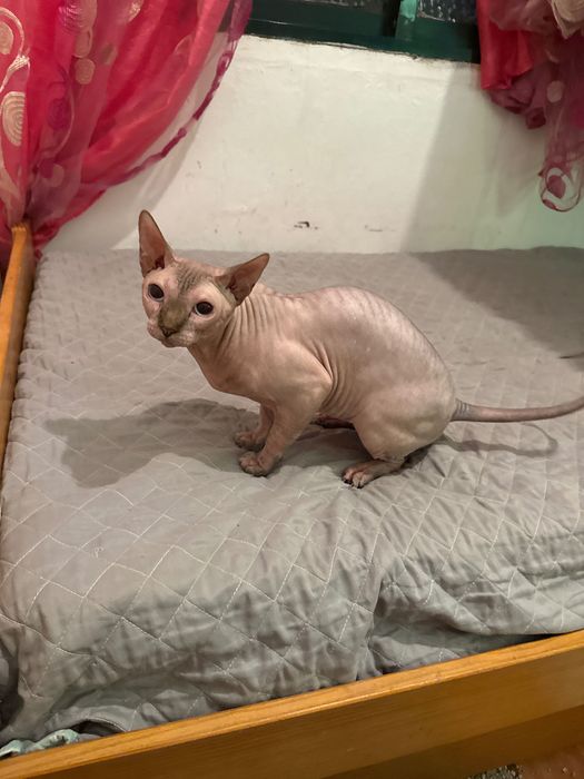Vendo gato Sphyx 350€