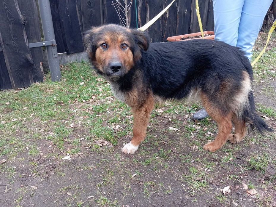 Brytania - super sunia szuka domu