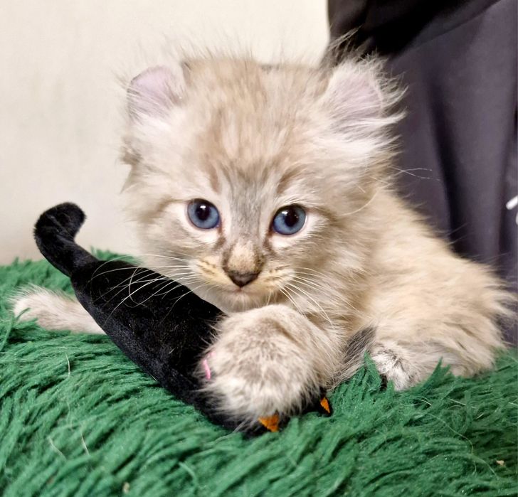 Curl American kocurek pręgowany z chabrowymi oczkami