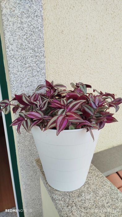 Vaso com trandescantia Zenebris
