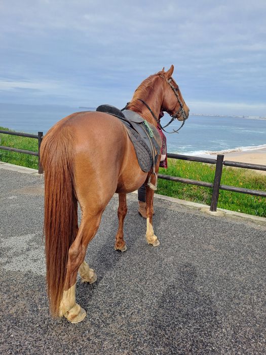 Vendo cavalo inteiro