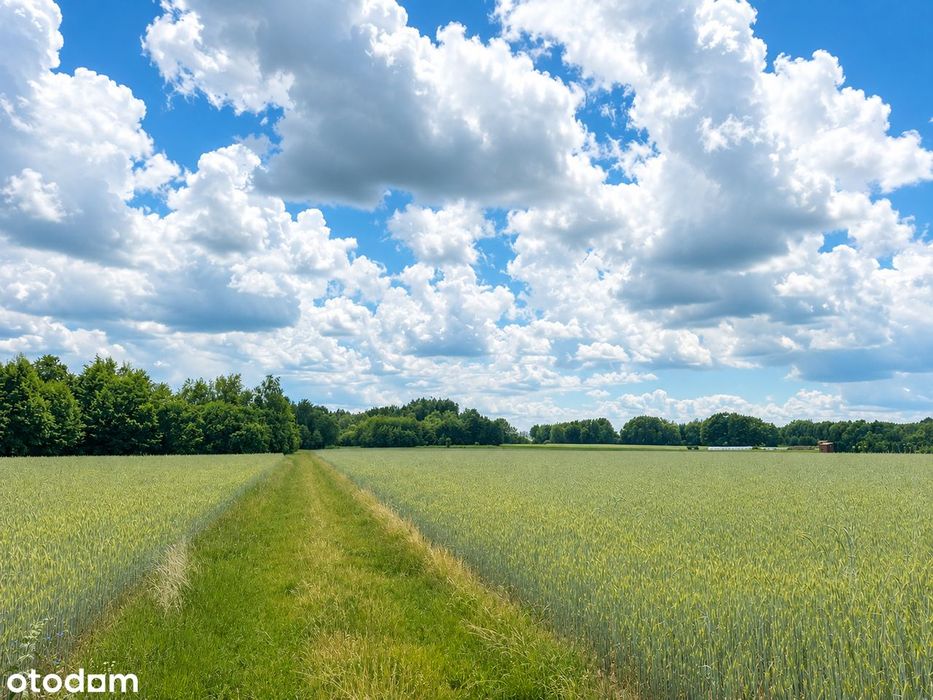 Działki 3000 m² w malowniczej okolicy – Gmina Jeżewo - Widok 3