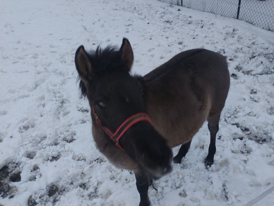 Źrebica konika polskiego