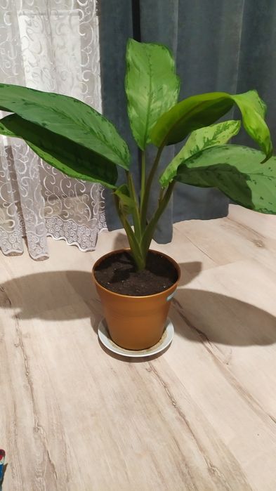 Вазони    домашні.