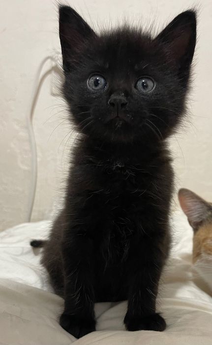 Віддаю котика в хороші руки