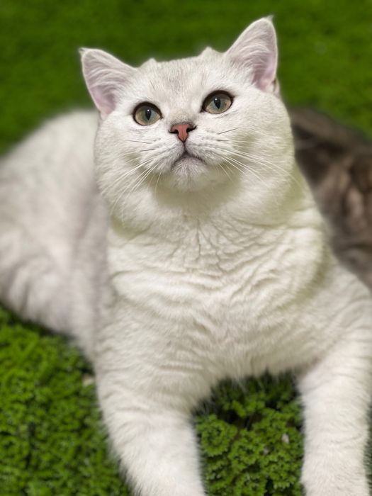 Scottish fold menina