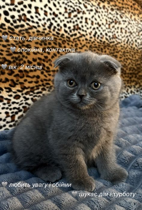 Породисті кошенята
