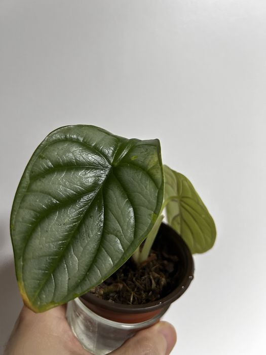 Alocasia silver Dragon