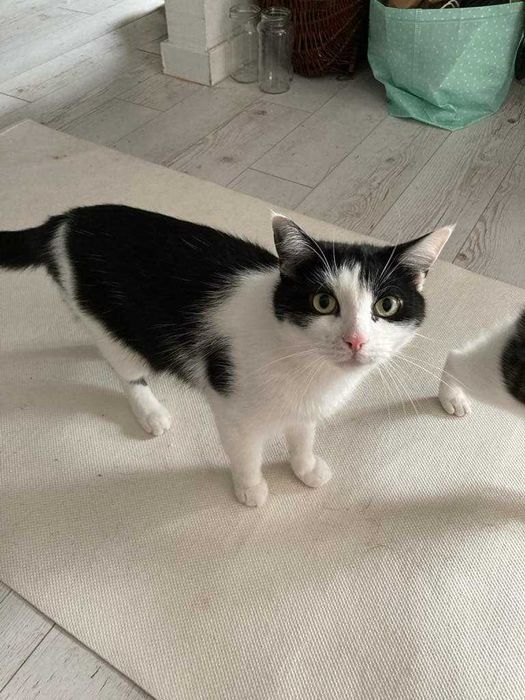 oddam dwa kocury do dobrego domu