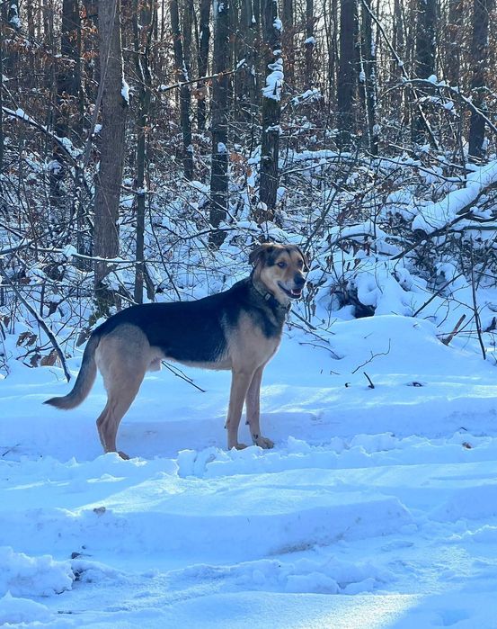 Bruno cudowny pies szuka domu