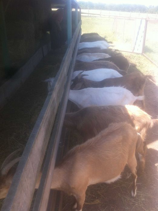 козочки 1.5 года. 2. литра в сутки. Козлята 6. месяцев на молоке.