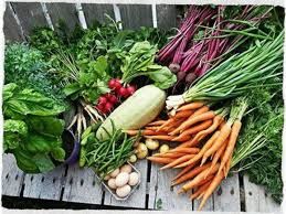 nawóz BIO na uprawy ekologiczne