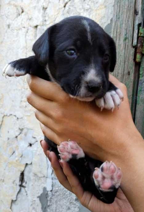 Цуценята безкоштовно