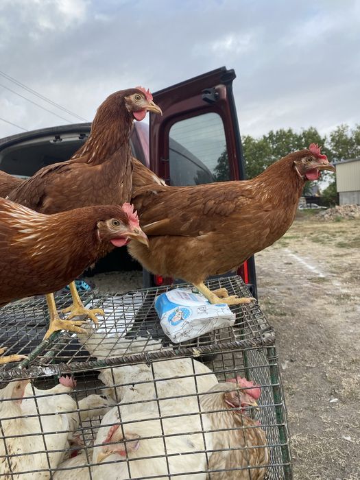 Молоді кури ЛОМАН -БРАУН