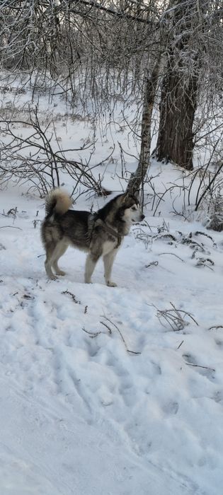 В'язка ,Маламут ,Кобель