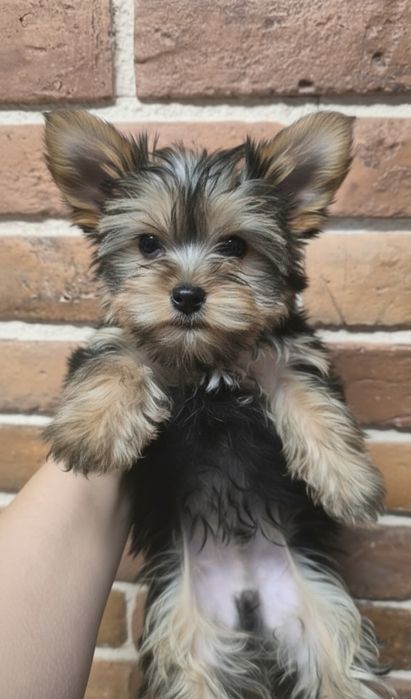 Yorkshire terrier piesek tadzik