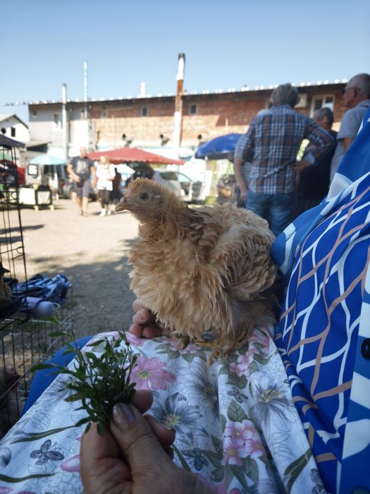 Продам карликових курочок та півнів