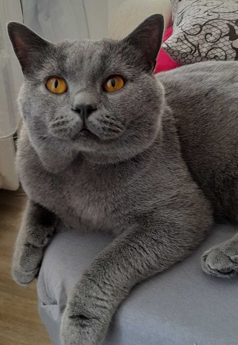 Reproduktor kot brytyjski krótkowłosy