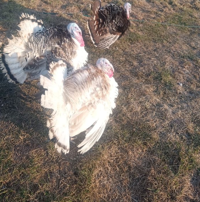 Silki,czubatki,kaczki,indyki