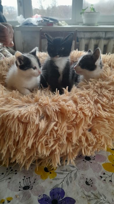 віддаємо  3 Кошенятки хлопчики