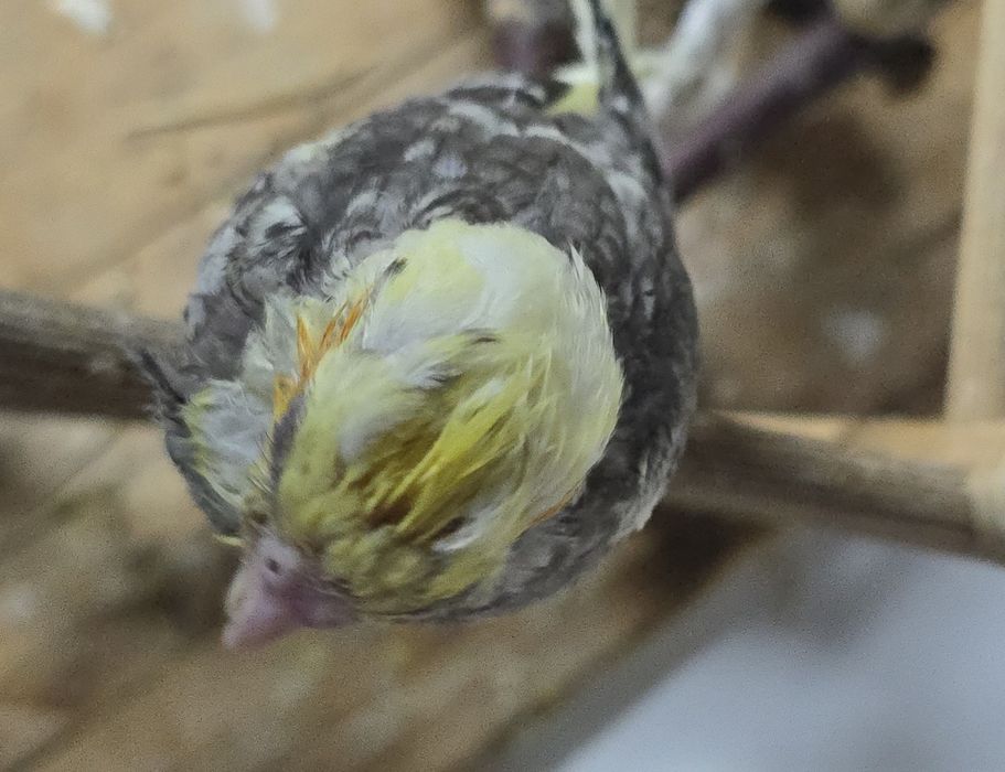 Caturra criada à mão – Macho (Sexado)