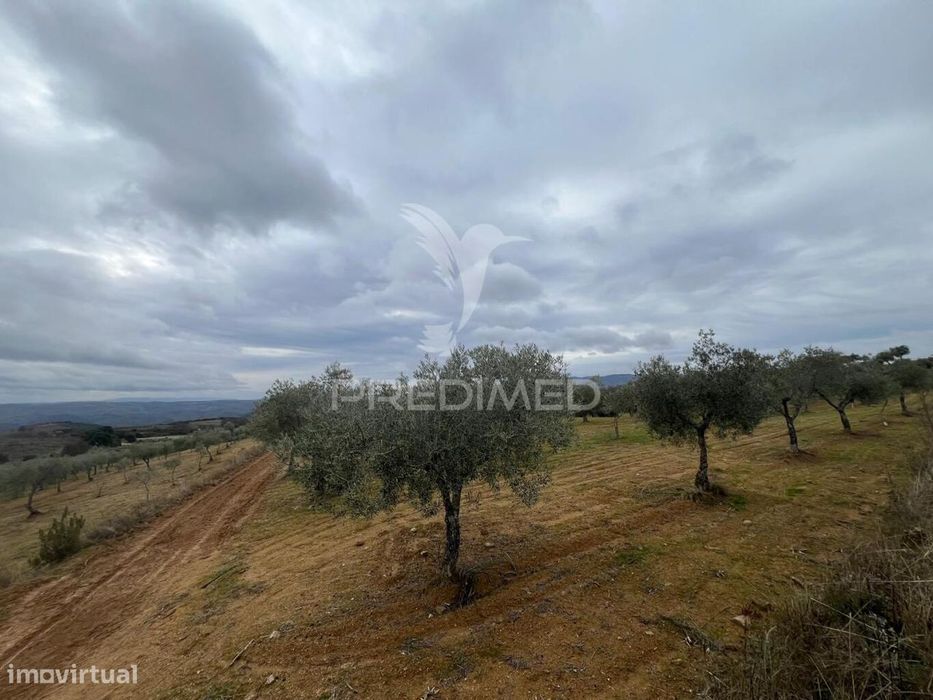 Terreno em Morais com olival e terreno para cultivo