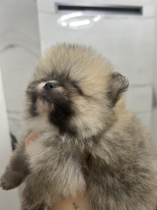 Хлопчик шпіц )))