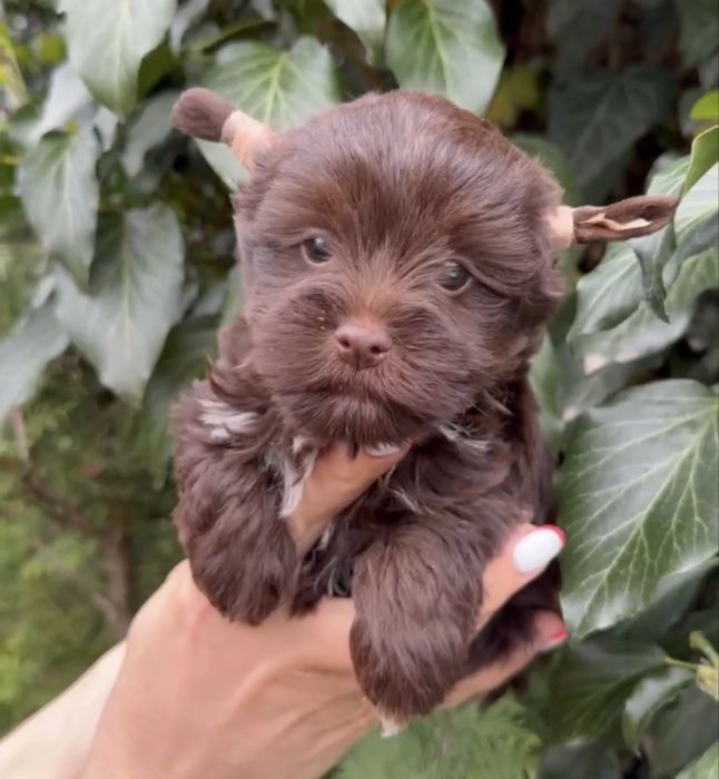 Йоркширский терьер Йорк