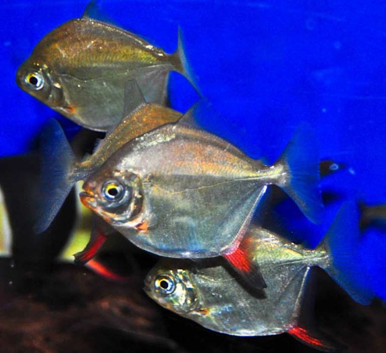 Myloplus rubripinnis - Myleus - XL - dowóz, wysyłka