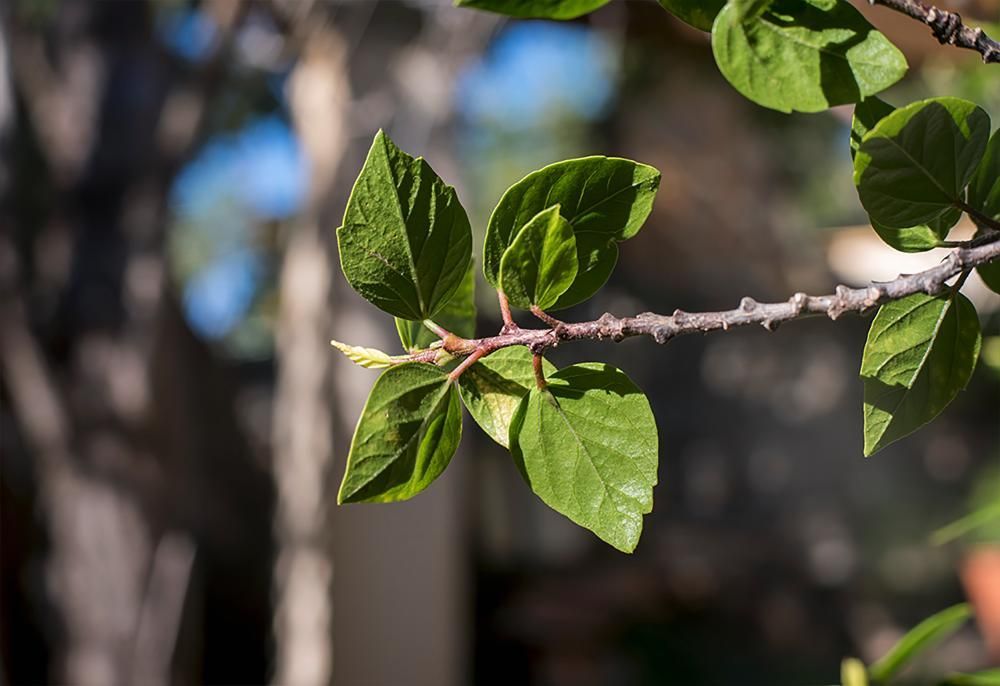 Objectiva Zenitar-M 50mm f/1.7 M42