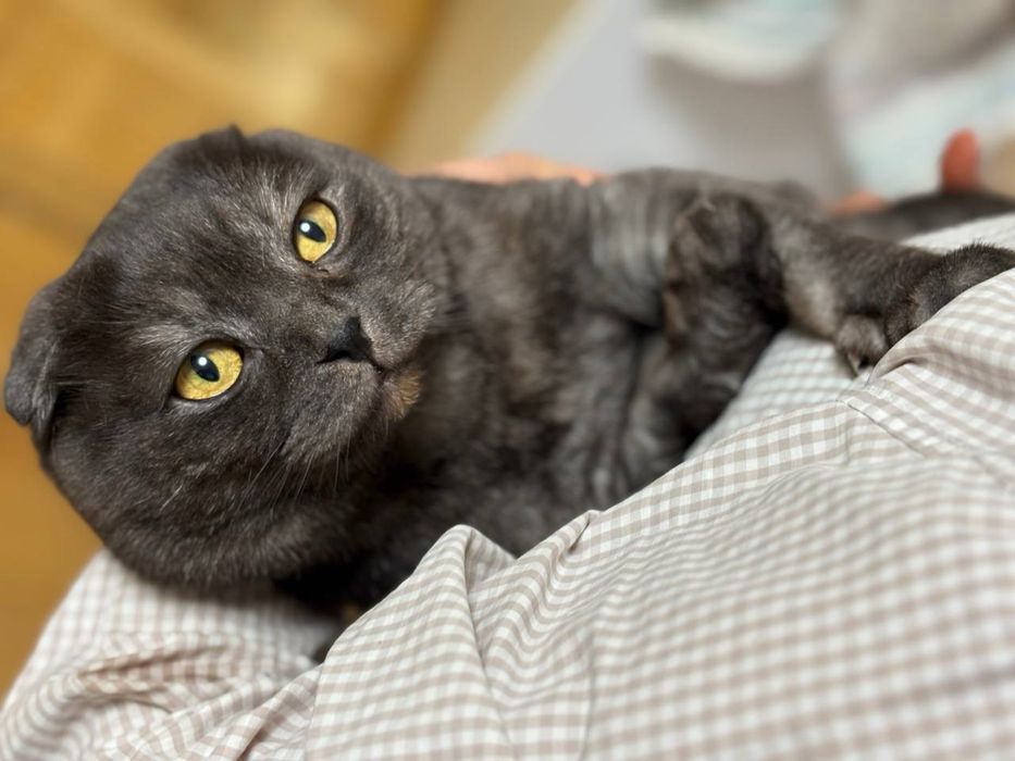 Шоландець в’язка кіт