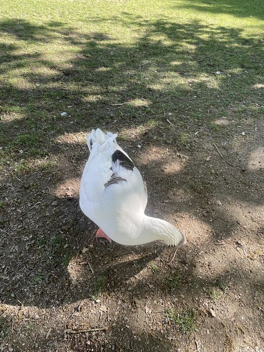 ganso macho Toulouse