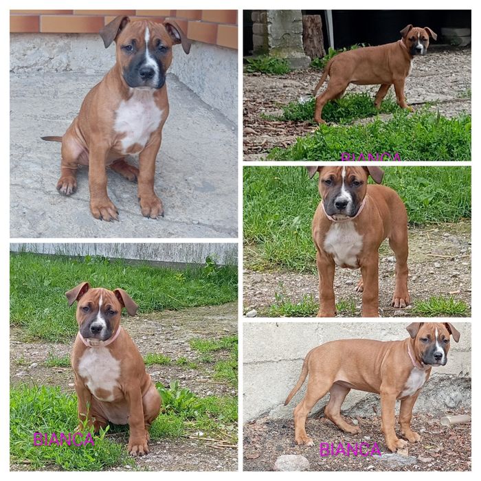 American Staffordshire Terrier