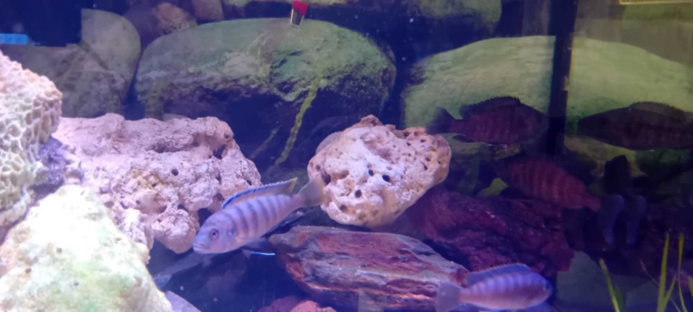 Vendo 5 Ciclideos do lago malawi