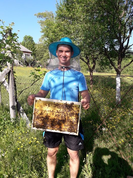 Приймаю замовлення на бджолопакети