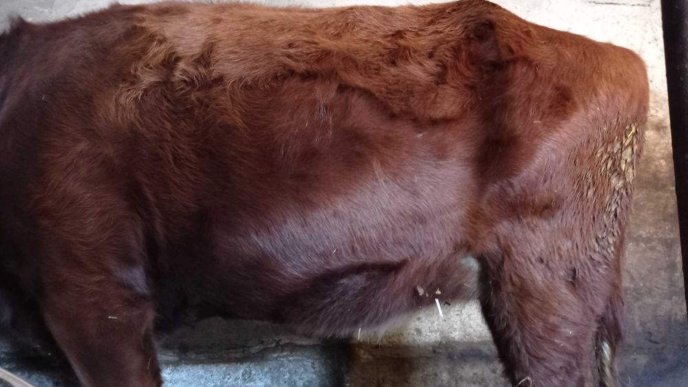 Продам теличку добре вгодовану