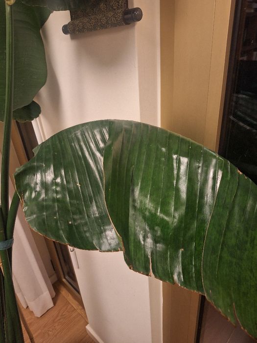 Strelitzia nicolai 2m