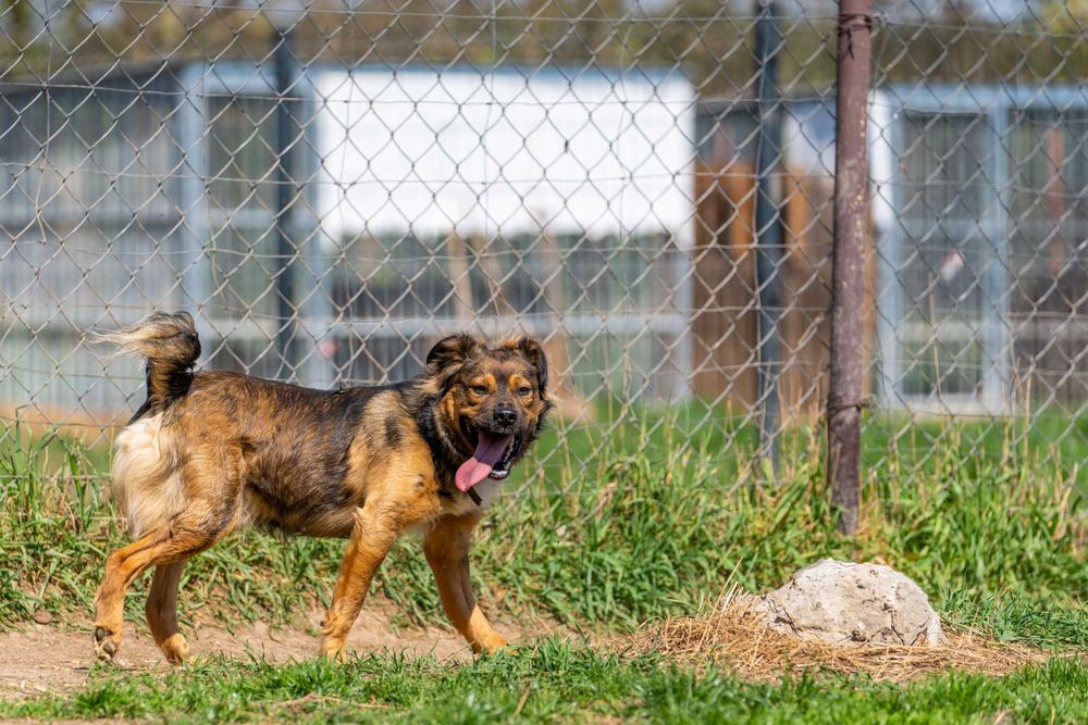 BIMBER- młody, kontaktowy pies