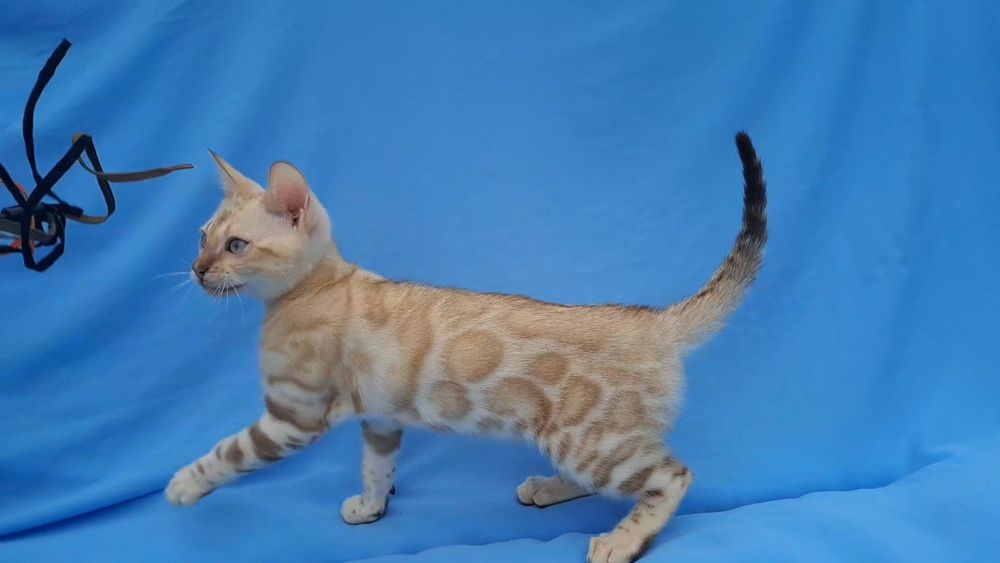 Бенгальский кот кошка