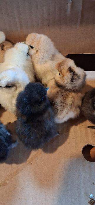 Kurczaczki silki jedwabistej