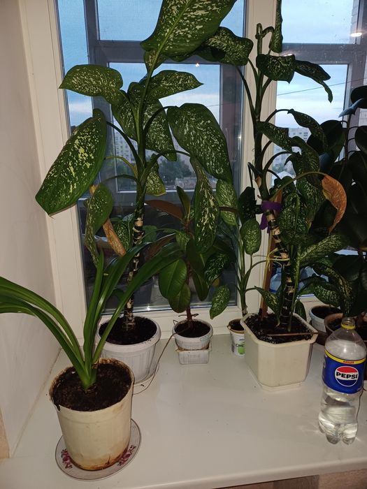 Цветы комнатные ...