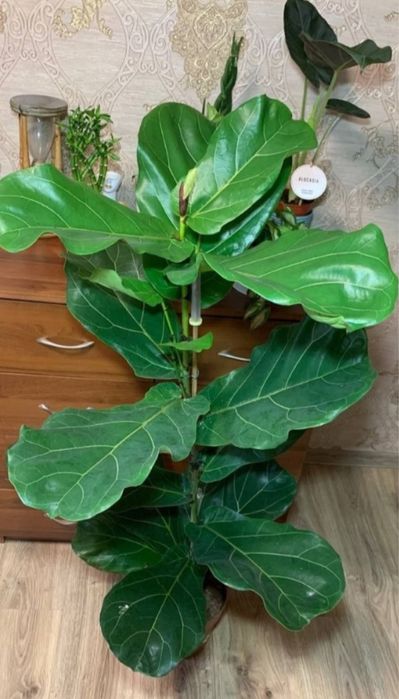 Вишуканий Фікус Лірата  h 85 см